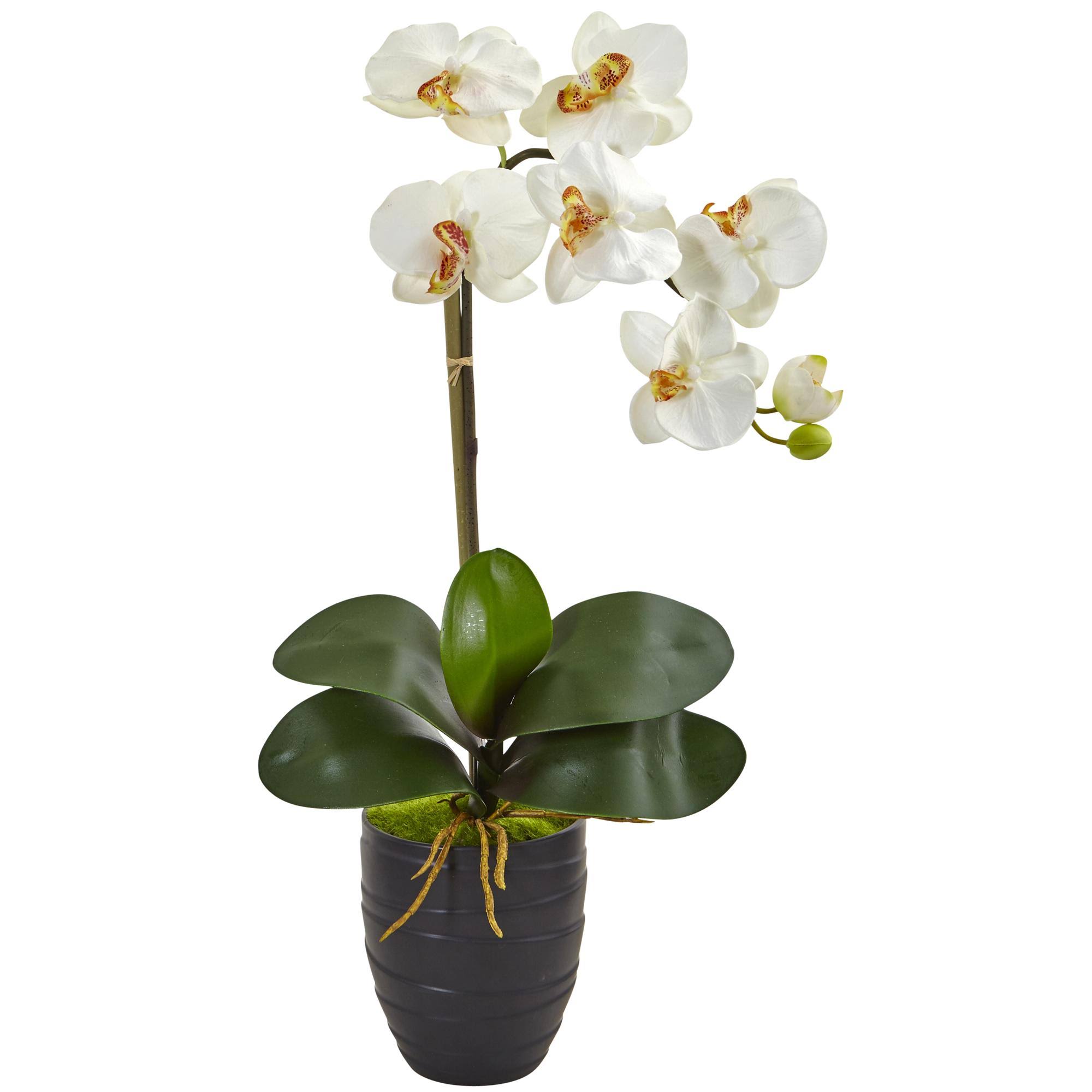 Nearly Natural Phalaenopsis Orchid in Black Vase, Cream BJ_1LOHDNUB Nearly Natural Phalaenopsis Orchid in Black Vase, Cream BJ_1LOHDNUB