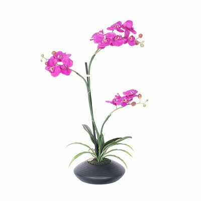 Purple Orchid Floral Arrangement in Pot House of Hampton ZR_IH4C6HUK Purple Orchid Floral Arrangement in Pot House of Hampton ZR_IH4C6HUK