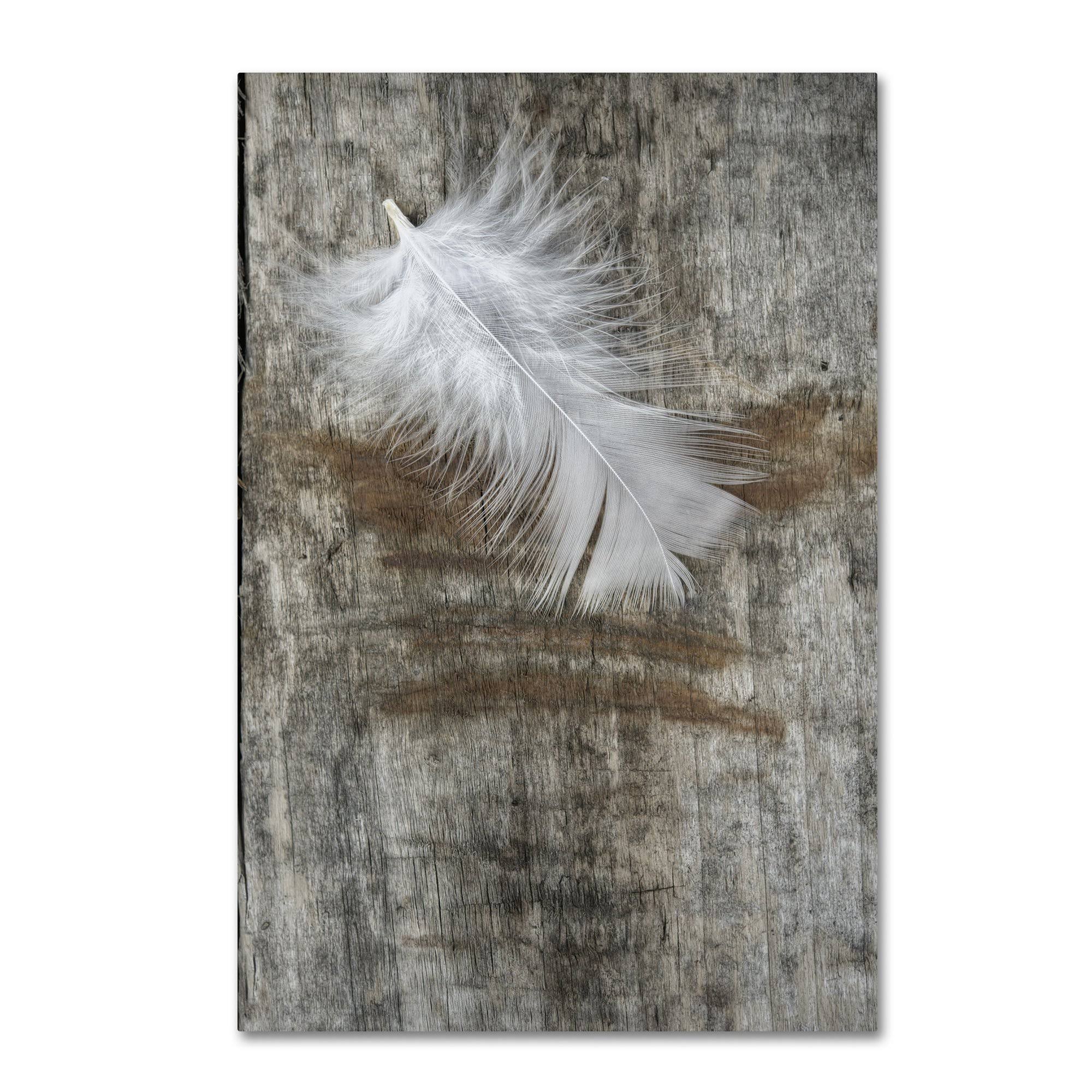 Trademark Fine Art White Feather on Wood by Cora Niele, 22x32-Inch Canvas Wall Art D1_NZVV9MCD Trademark Fine Art White Feather on Wood by Cora Niele, 22x32-Inch Canvas Wall Art D1_NZVV9MCD
