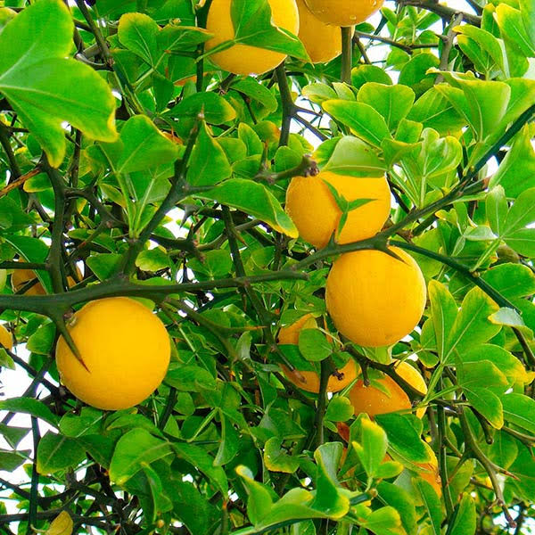 1 Gallon - Hardy Orange Tree 'Flying Dragon' - One Of Nature's Best Kept Secrets, Outdoor Plant | Brighter Blooms OO_5FEFWXVO
