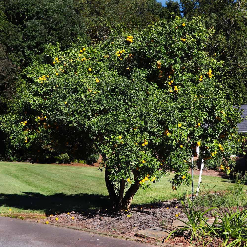 1 Gallon - Hardy Orange Tree 'Flying Dragon' - One Of Nature's Best Kept Secrets, Outdoor Plant | Brighter Blooms OO_5FEFWXVO