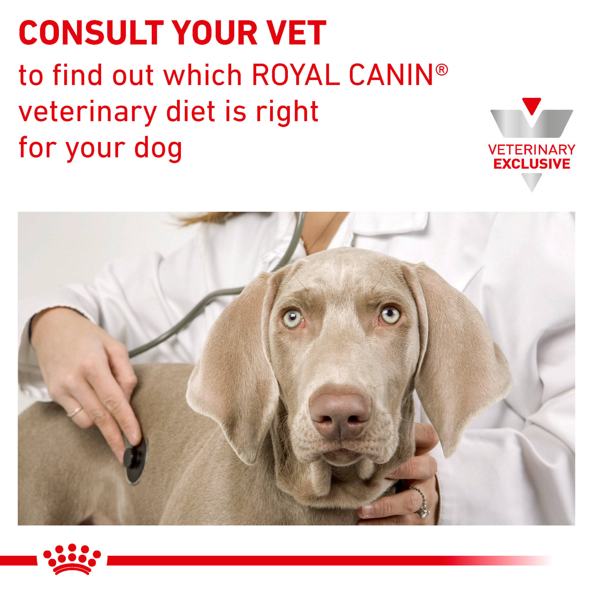 Royal Canin Veterinary Diet Canine Renal Support D Morsels In Gravy Canned Dog BH_NJ92LIMY Royal Canin Veterinary Diet Canine Renal Support D Morsels In Gravy Canned Dog BH_NJ92LIMY