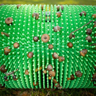 Bag-A-Nut Large Acorn Picker Upper - 18 Push Collector XT_PENZFVPL Bag-A-Nut Large Acorn Picker Upper - 18 Push Collector XT_PENZFVPL