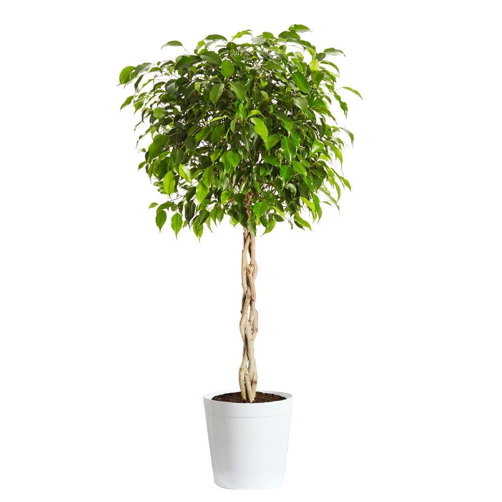 Benjamina Ficus Tree - Popular Indoor Houseplant - Cannot Ship To Az, Size: 4-5 Ft. PG_XEYYRYW7