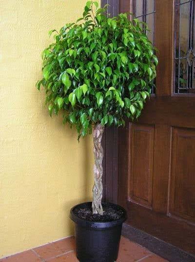Benjamina Ficus Tree - Popular Indoor Houseplant - Cannot Ship To Az, Size: 4-5 Ft. PG_XEYYRYW7