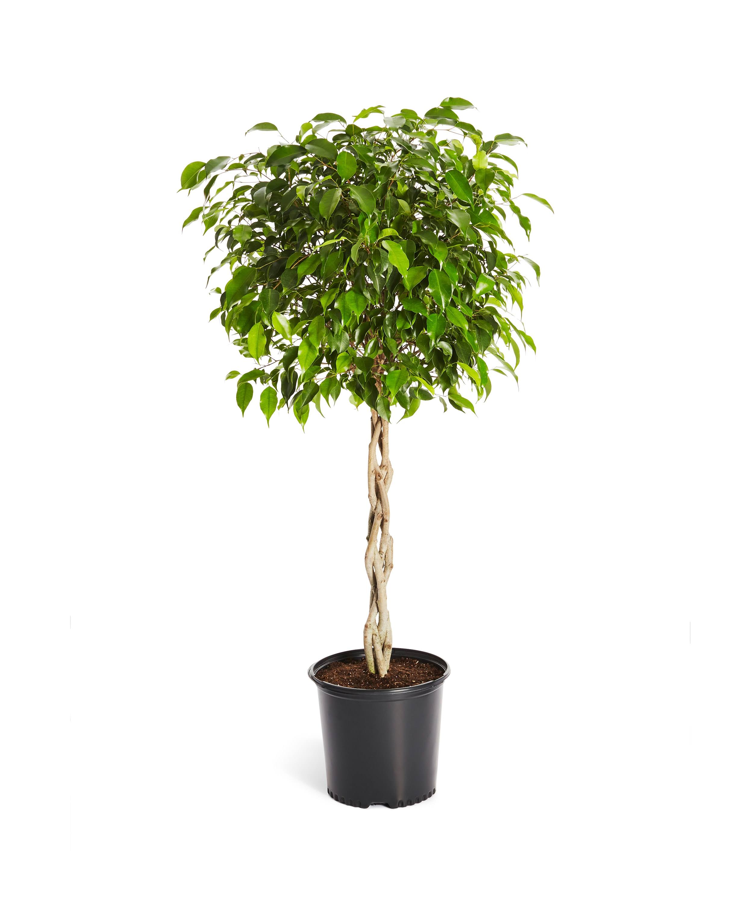 Benjamina Ficus Tree - Popular Indoor Houseplant - Cannot Ship To Az, Size: 4-5 Ft. PG_XEYYRYW7 Benjamina Ficus Tree - Popular Indoor Houseplant - Cannot Ship To Az, Size: 4-5 Ft. PG_XEYYRYW7