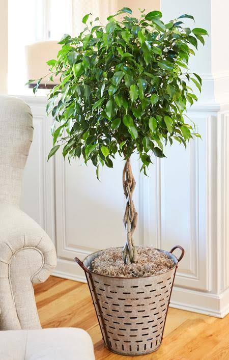 Benjamina Ficus Tree - Popular Indoor Houseplant - Cannot Ship To Az, Size: 4-5 Ft. PG_XEYYRYW7